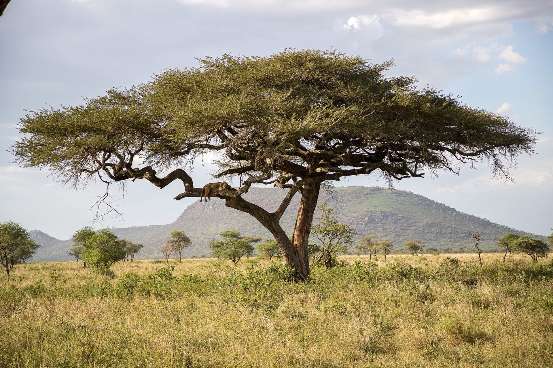GPS-tracked community reforestation site in Tanzania — OTESHA National Green Asset Management System