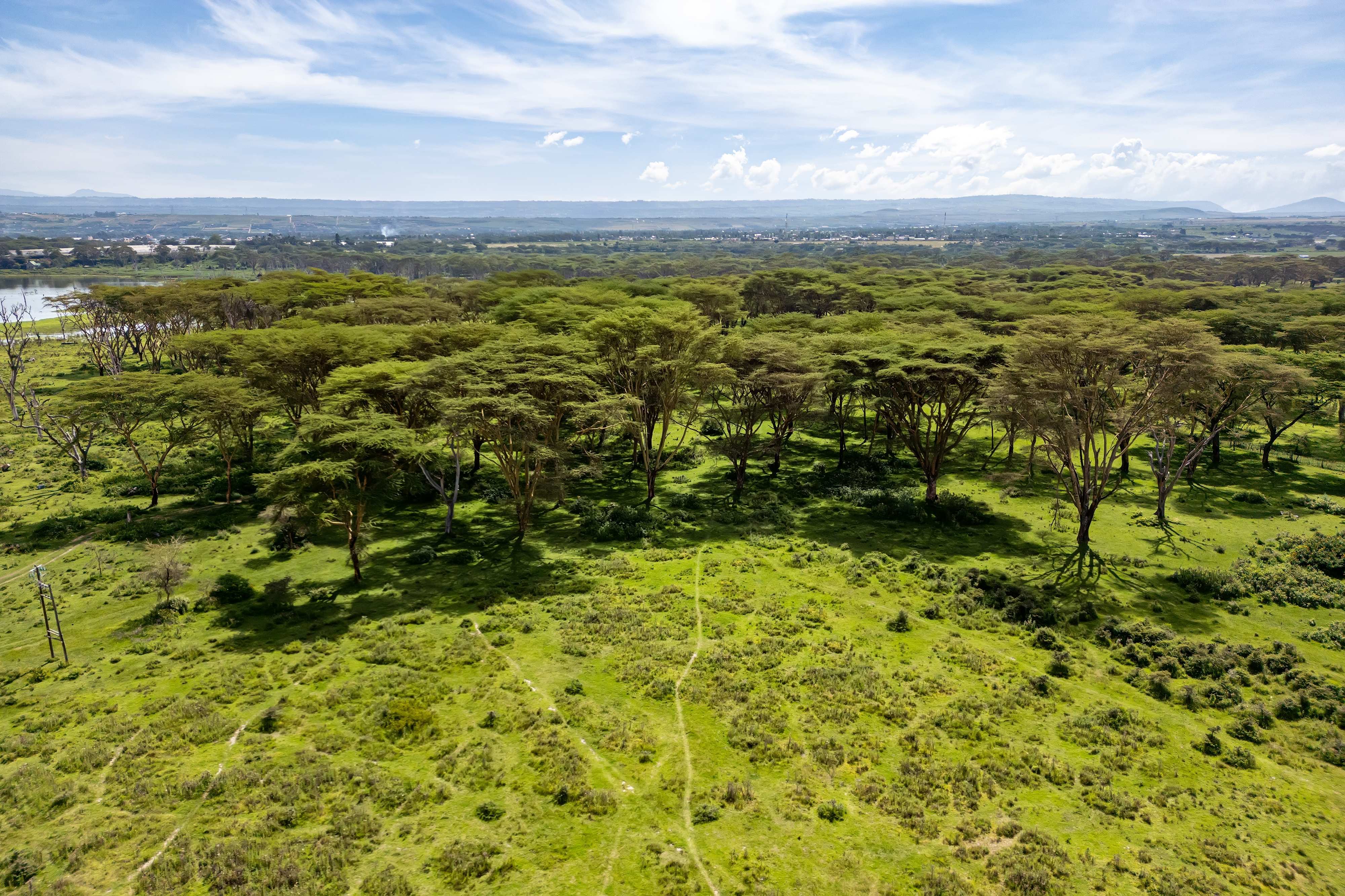 Aerial view of acacia trees spreading across a green Tanzanian landscape