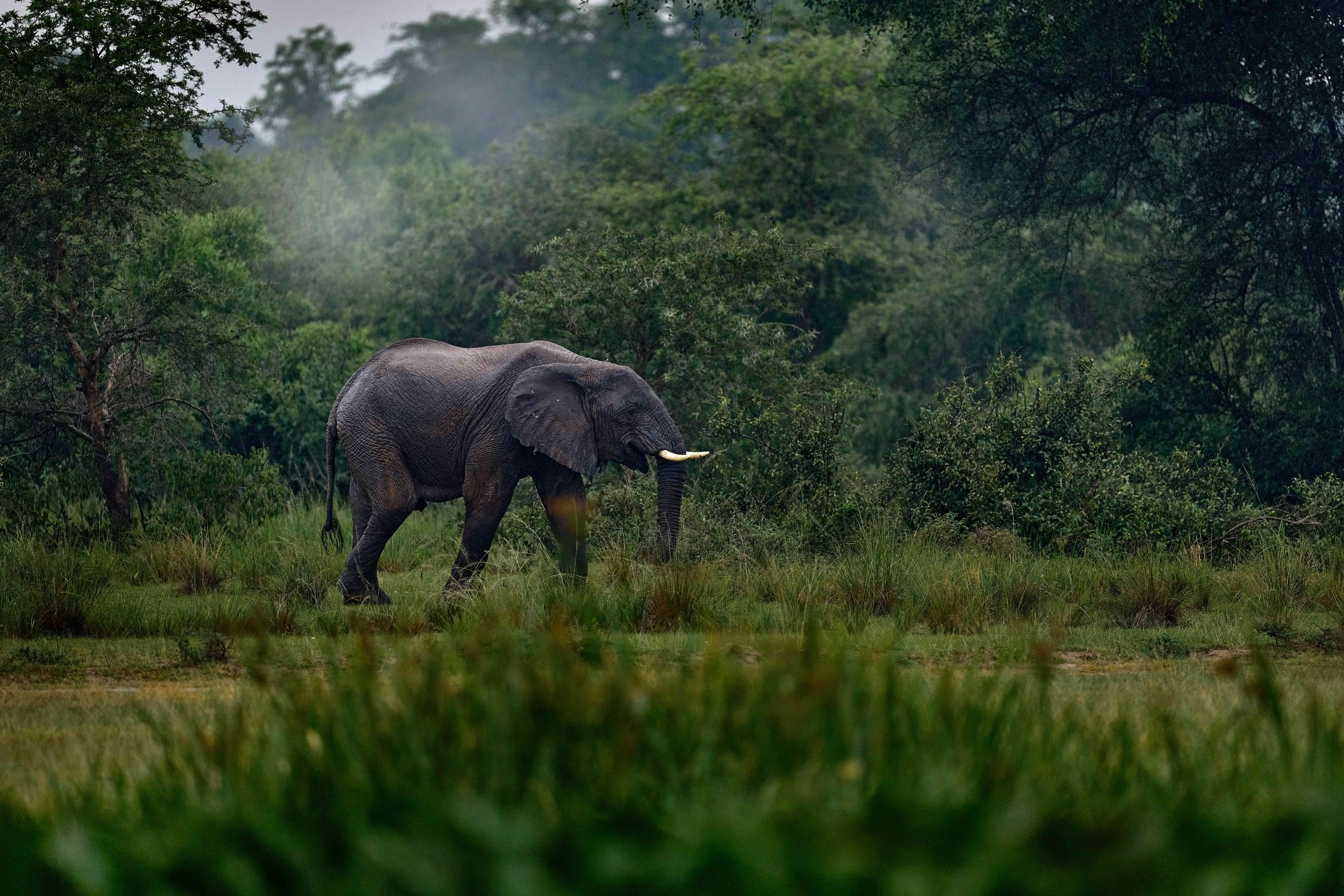 Elephant walking through a lush green forest in Tanzania