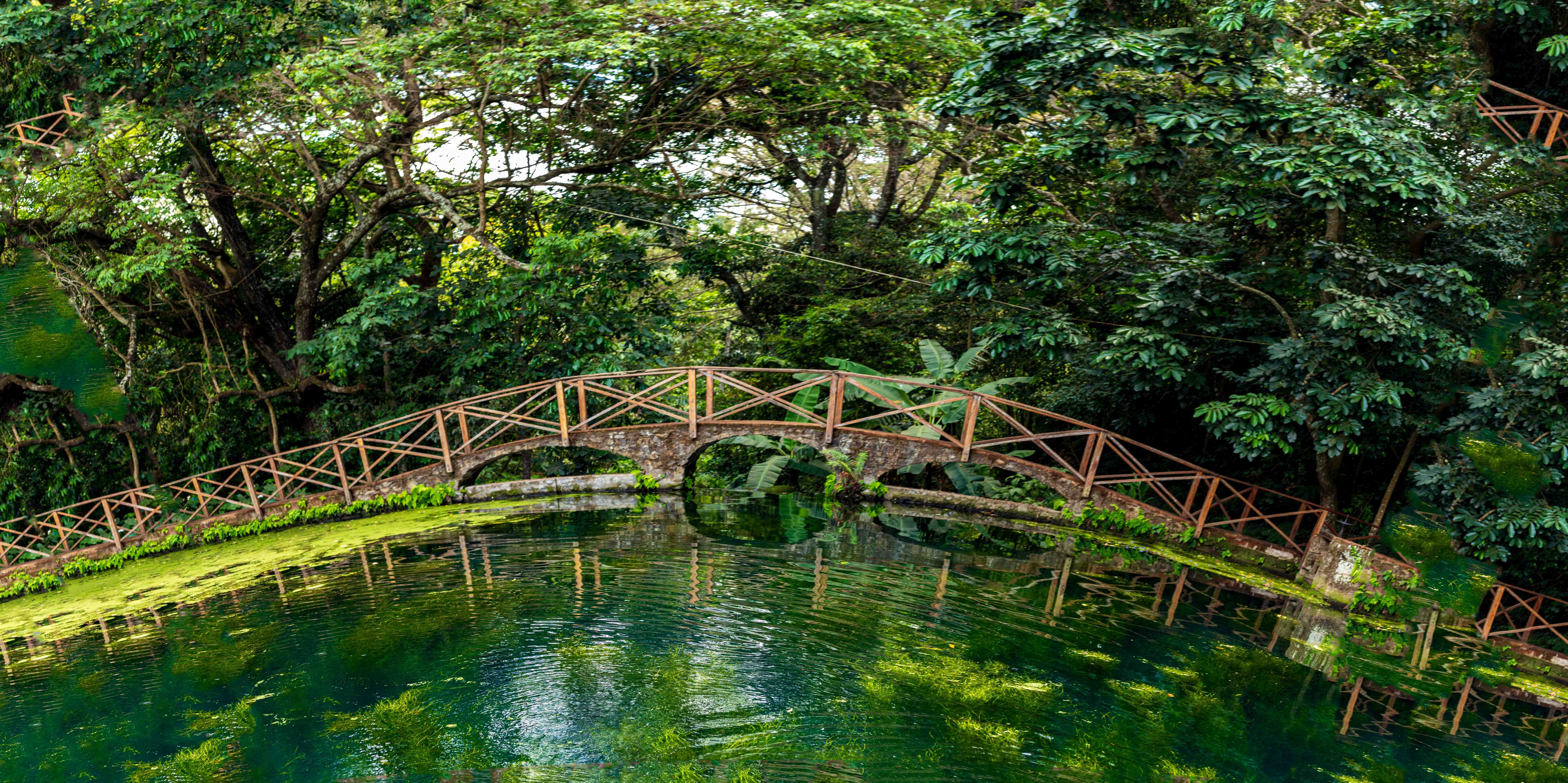 Rustic wooden bridge over a serene green pond surrounded by tropical trees