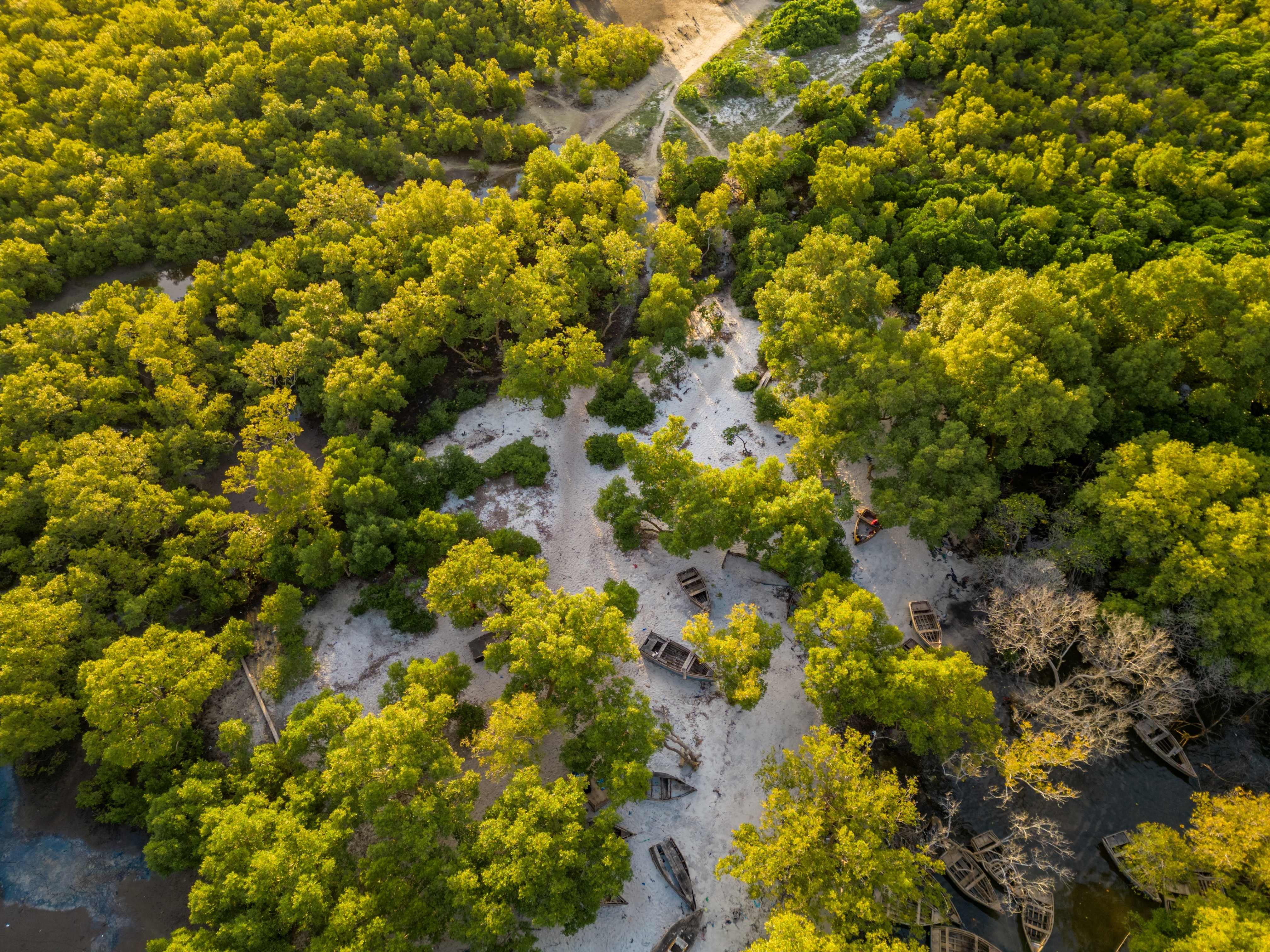 Aerial view of mangrove forests and boats along the Tanzanian coast